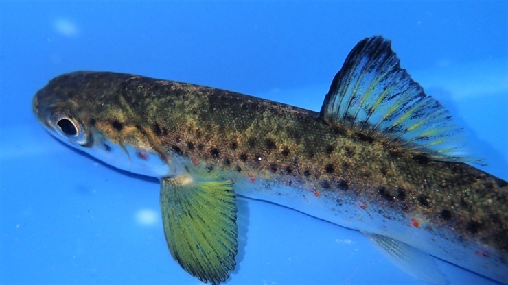 Atlantic salmon juveniles start marine  feeding soon after leaving the rivers
