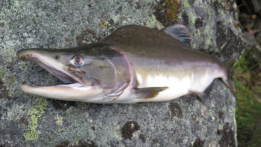 Invasive pink salmon, do they compete with Atlantic salmon for food in the North Atlantic Ocean?
