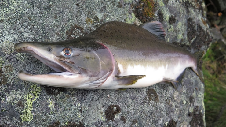 Invasive pink salmon, do they compete with Atlantic salmon for food in the North Atlantic Ocean?