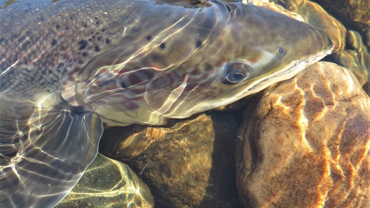 Drastic and sudden change in the Norwegian Sea led to a rapid decline in the growth of wild salmon at sea