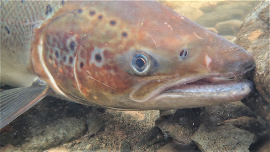 Rapid evolution in salmon life history induced by direct and indirect effects of fishing