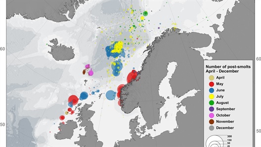 Understanding the migration routes of Atlantic salmon during their first months at sea