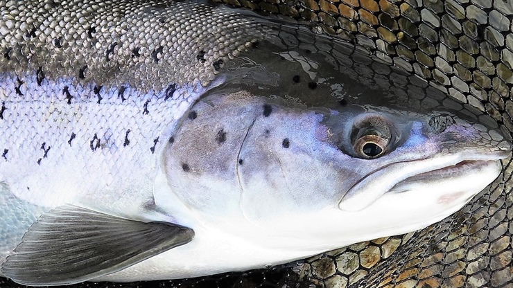 Atlantic salmon in a rapidly changing environment - facing the challenges of reduced marine survival and climate change