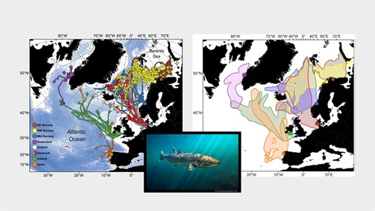 Redefining the oceanic migration of Atlantic salmon