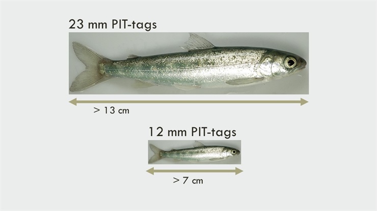 Reliable survival estimates based on tagged fish depend on using small enough tags