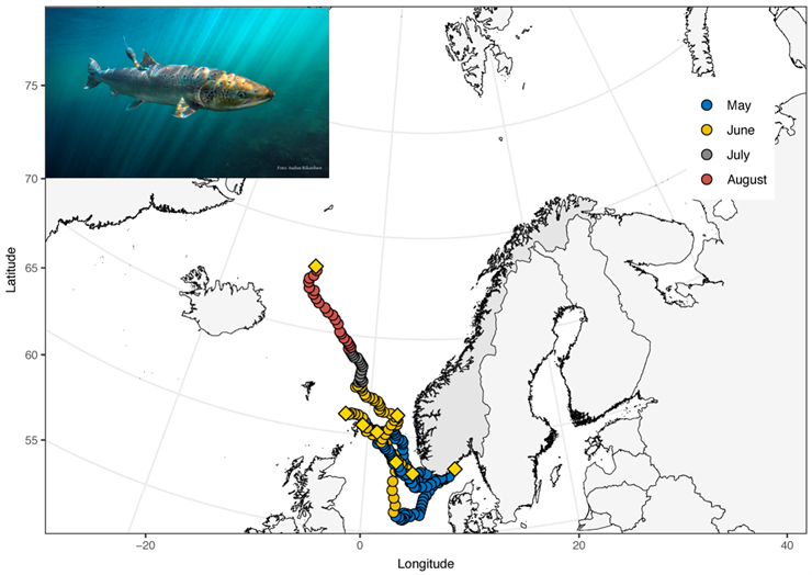 Ocean-cruise with salmon from southern Norway - we follow salmon from River Nidelva on a dangerous journey in the ocean 