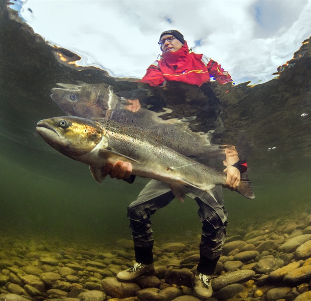 Trends in ocean temperatures affect the thermal habitat of Atlantic salmon during summer and autumn, but not during winter