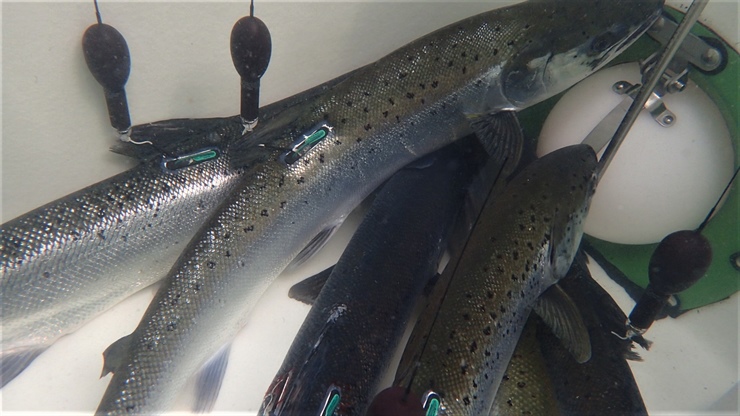 First time - Tracking ocean migration of salmon from Southern Norway by using satellite tags