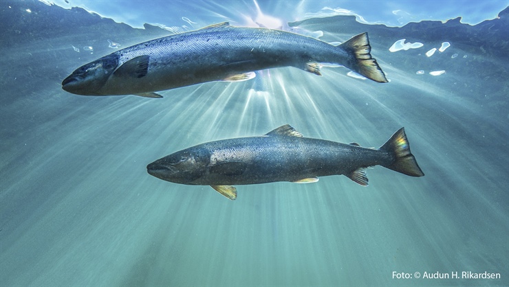 The Research Council of Norway funds large collaborative project on Atlantic salmon at sea