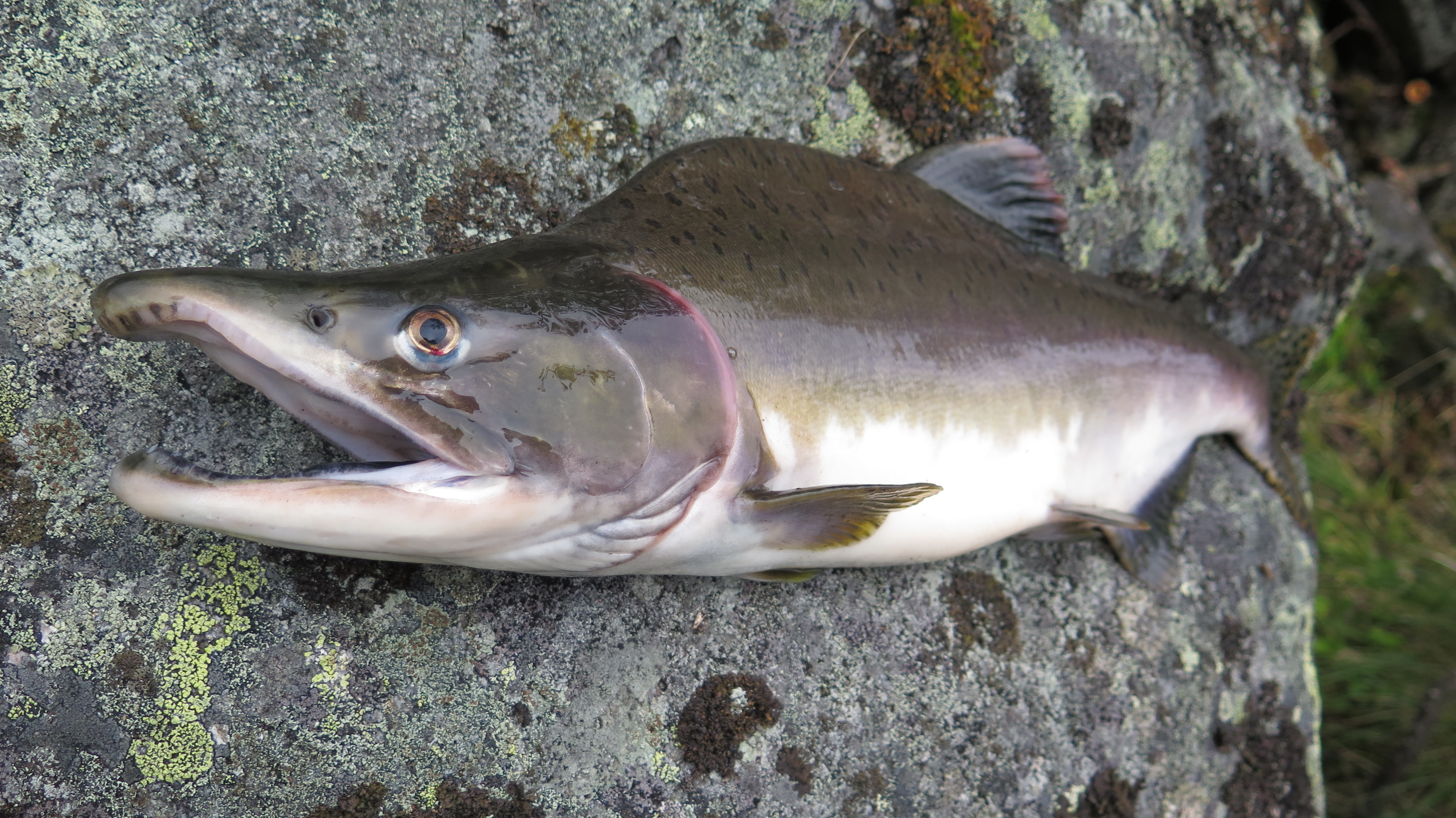 Invasive pink salmon, do they compete with Atlantic salmon for food in the  North Atlantic Ocean?